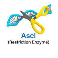 AscI AscI