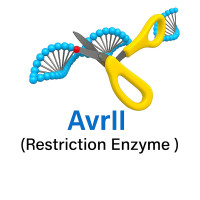 AvrII AvrII