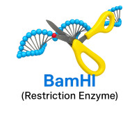 BamHI BamHI