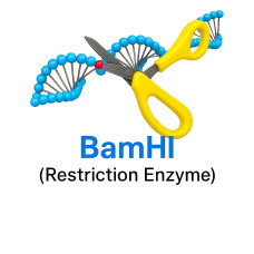BamHI BamHI