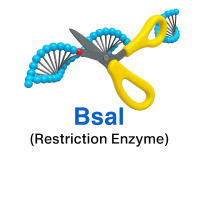 BsaI BsaI