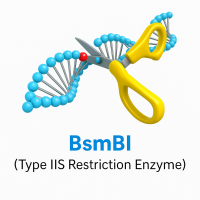 BsmBI BsmBI
