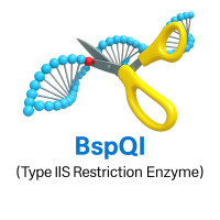 BspQI BspQI