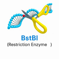 BstBI BstBI