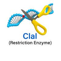 ClaI ClaI
