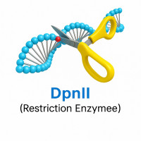 DpnII DpnII