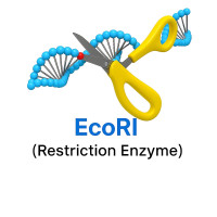 EcoRI EcoRI