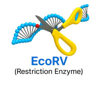 EcoRV EcoRV