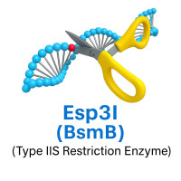 Esp3I (BsmBI) Esp3I (BsmBI)