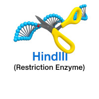 HindIII HindIII