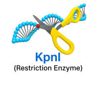 KpnI KpnI