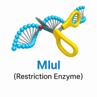 MluI MluI