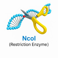 NcoI NcoI