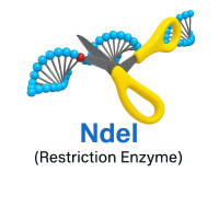 NdeI NdeI
