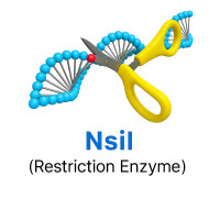 NsiI NsiI