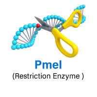 PmeI PmeI