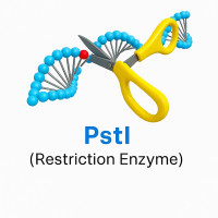 PstI PstI