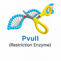 PvuII PvuII