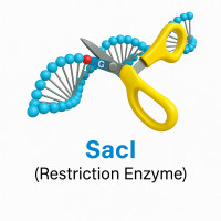 SacI SacI