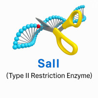 SalI SalI