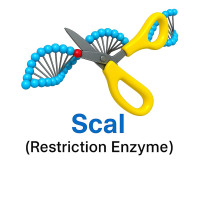 ScaI ScaI