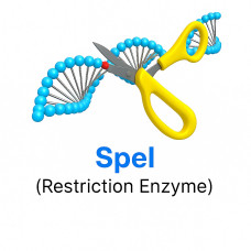 SpeI SpeI