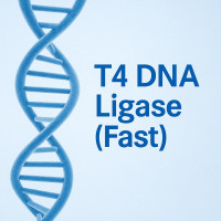 T4 DNA Ligase (Fast) T4 DNA Ligase (Fast)