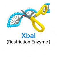 XbaI XbaI