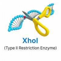 XhoI XhoI