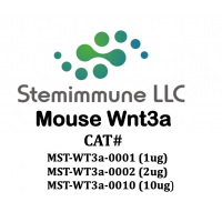 Recombinant Mouse Wnt3a