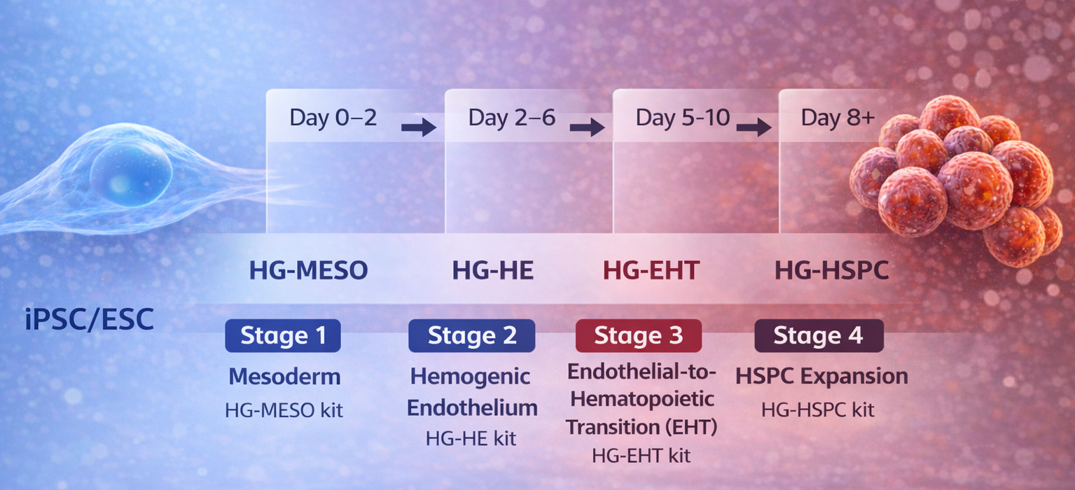 iPSC ESC to hematopoietic progenitor workflow using HG-MESO HG-HE HG-EHT and HG-HSPC
